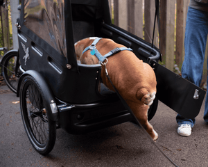 Dog Bike Accessories