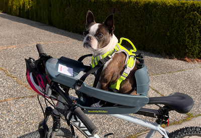 Buddyrider® Series 2 - bike seat for dogs