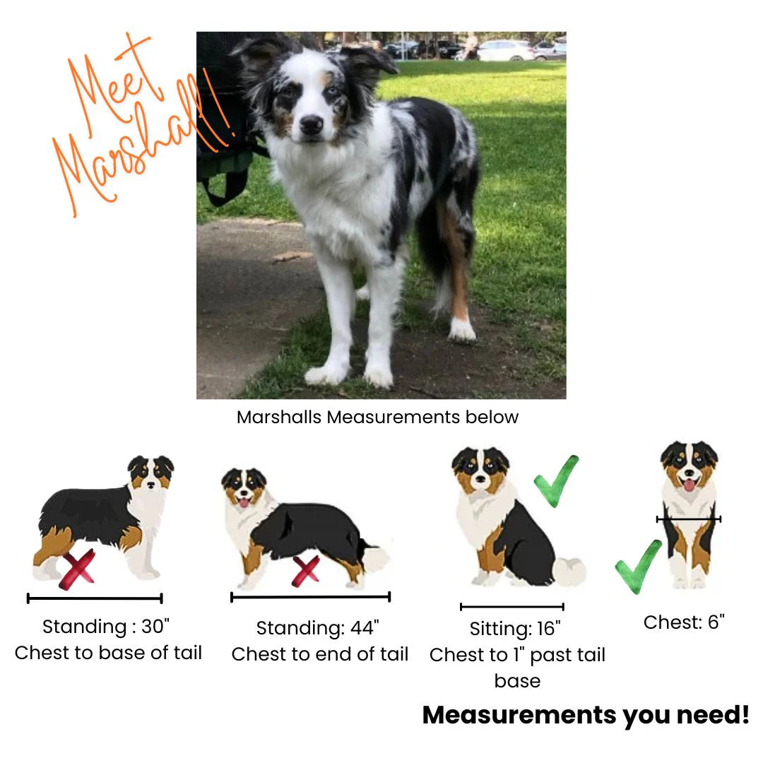 Buddyrider® Series 2 - bike seat for dogs - Restock late March!