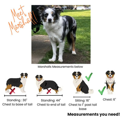 Buddyrider® Series 2 - bike seat for dogs - Restock late March!