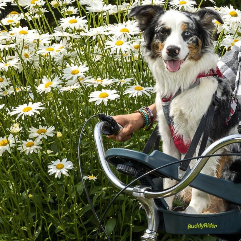 Buddyrider® Series 2 - bike seat for dogs – VeloLifestyle 𝗯𝘆
