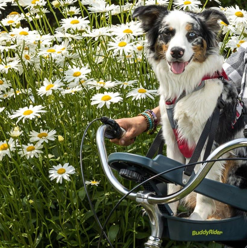 Buddyrider® Series 2 - bike seat for dogs - Restock late March!