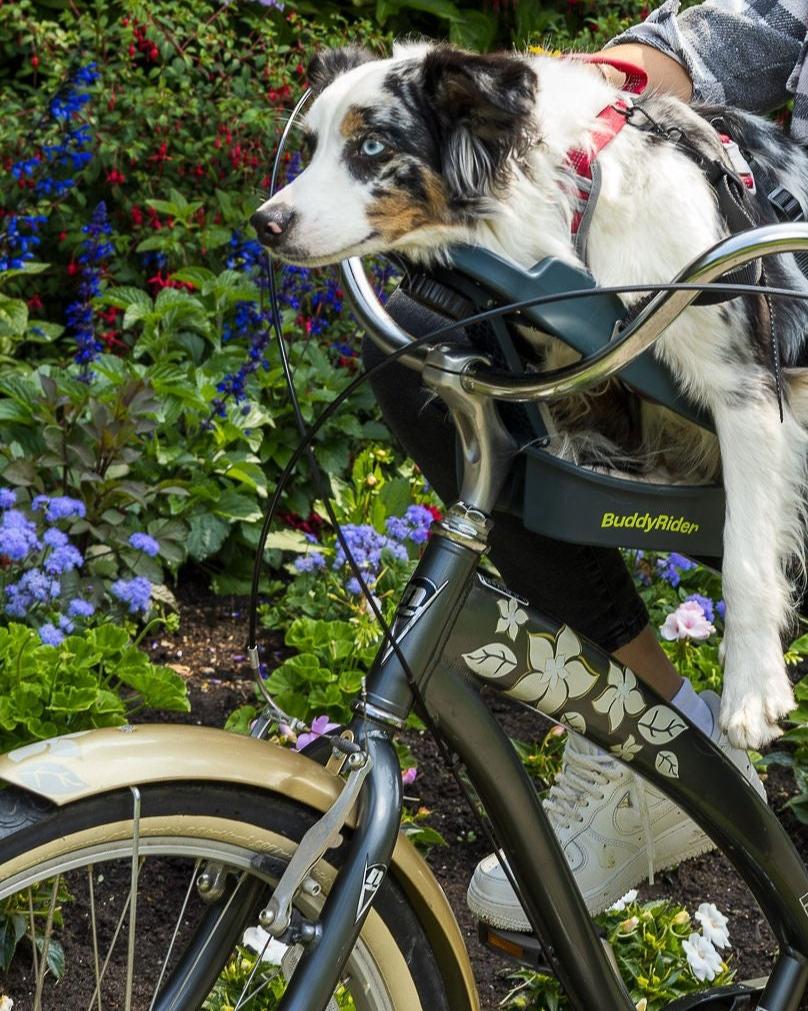 Rode Rider Dog Buddyrider® Series 2 - bike seat for dogs – VeloLifestyle 𝗯𝘆 𝗔𝗹𝗹𝗼 𝗩𝗲𝗹𝗼 𝗜𝗻𝗰