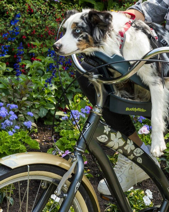 Buddyrider® Series 2 - bike seat for dogs – VeloLifestyle