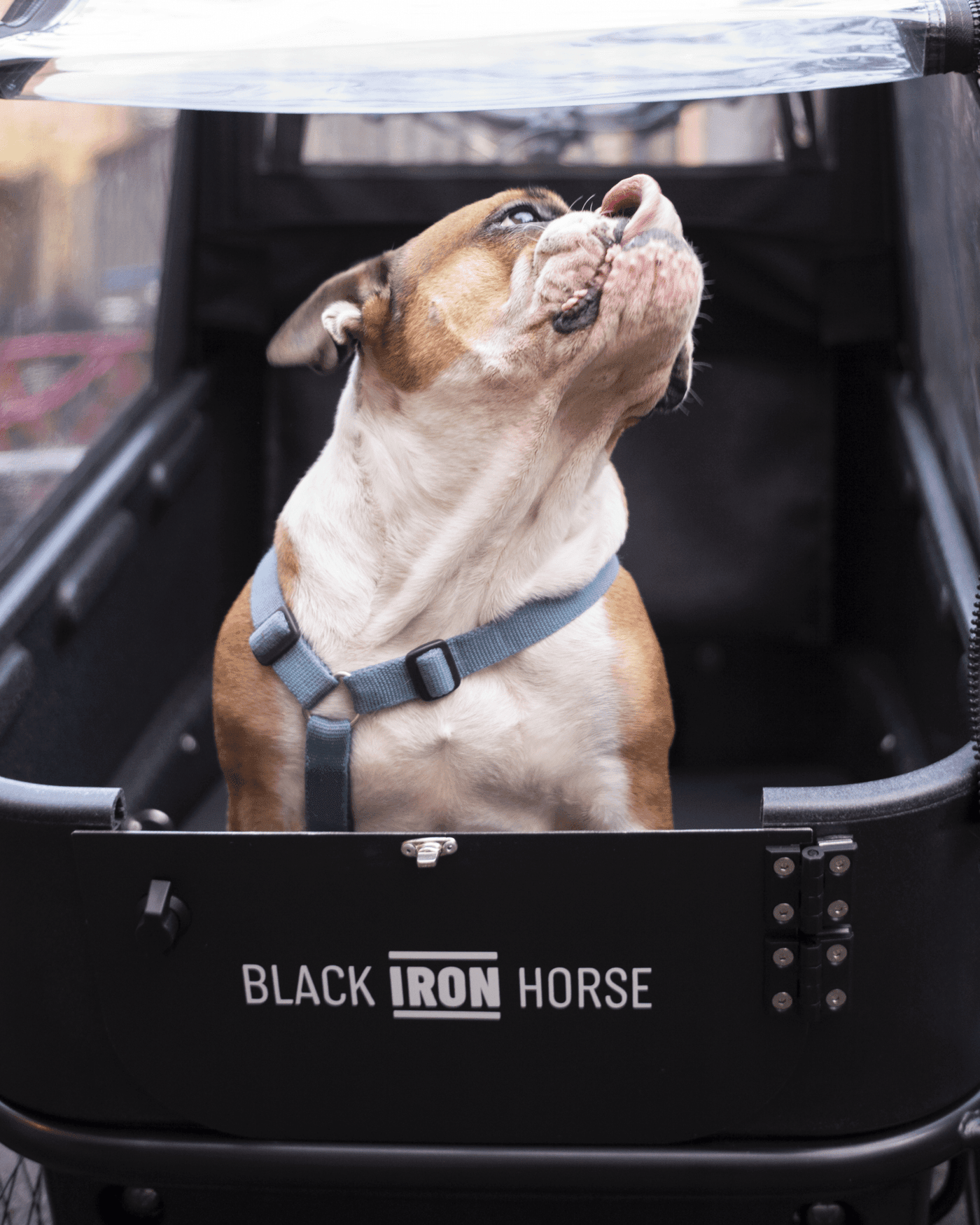 Black Iron Horse - Pony Dog (Shimano EP8 504Wh) - Available Now!